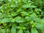 Stachys cooleyae