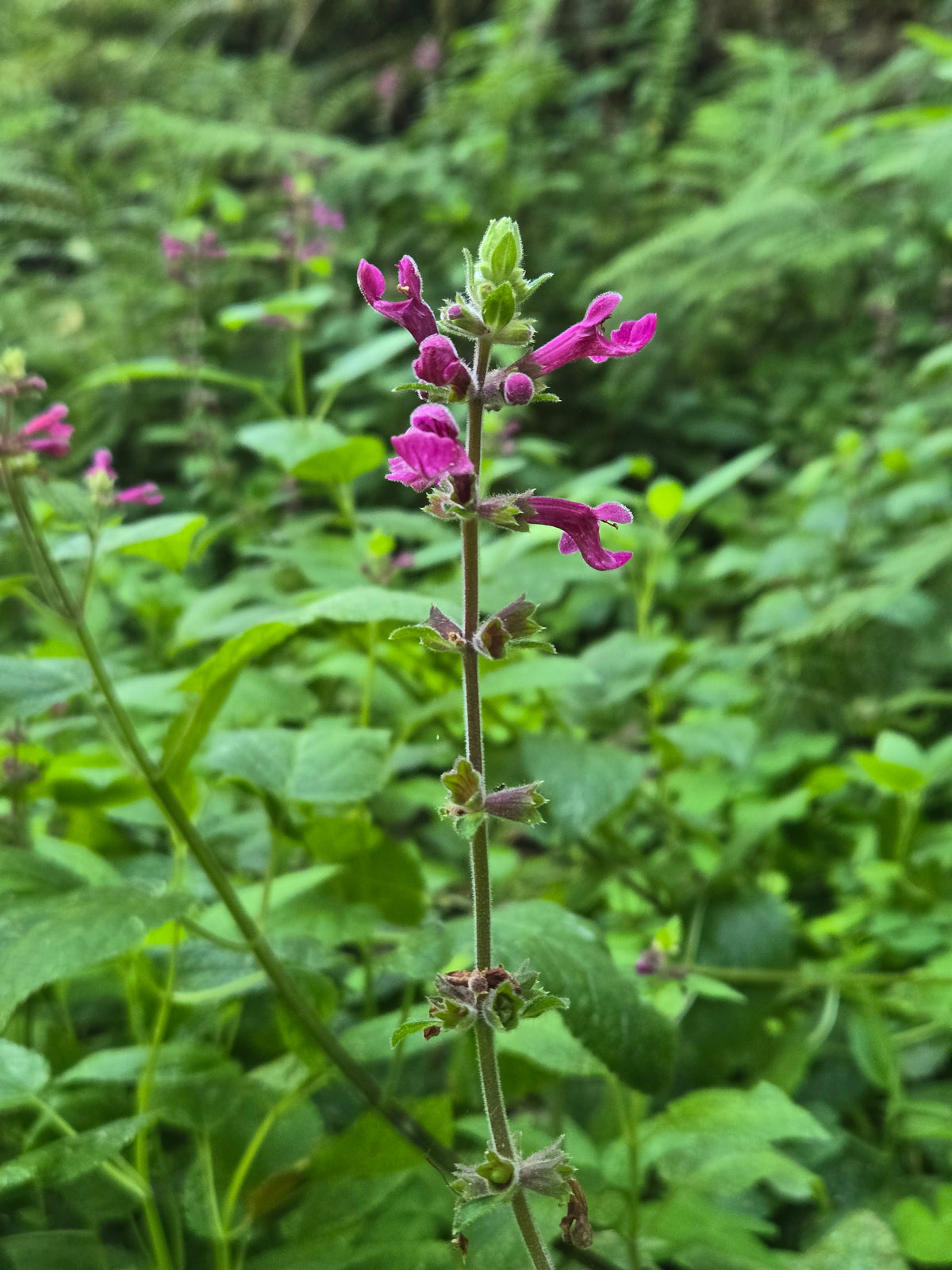 Stachys cooleyae