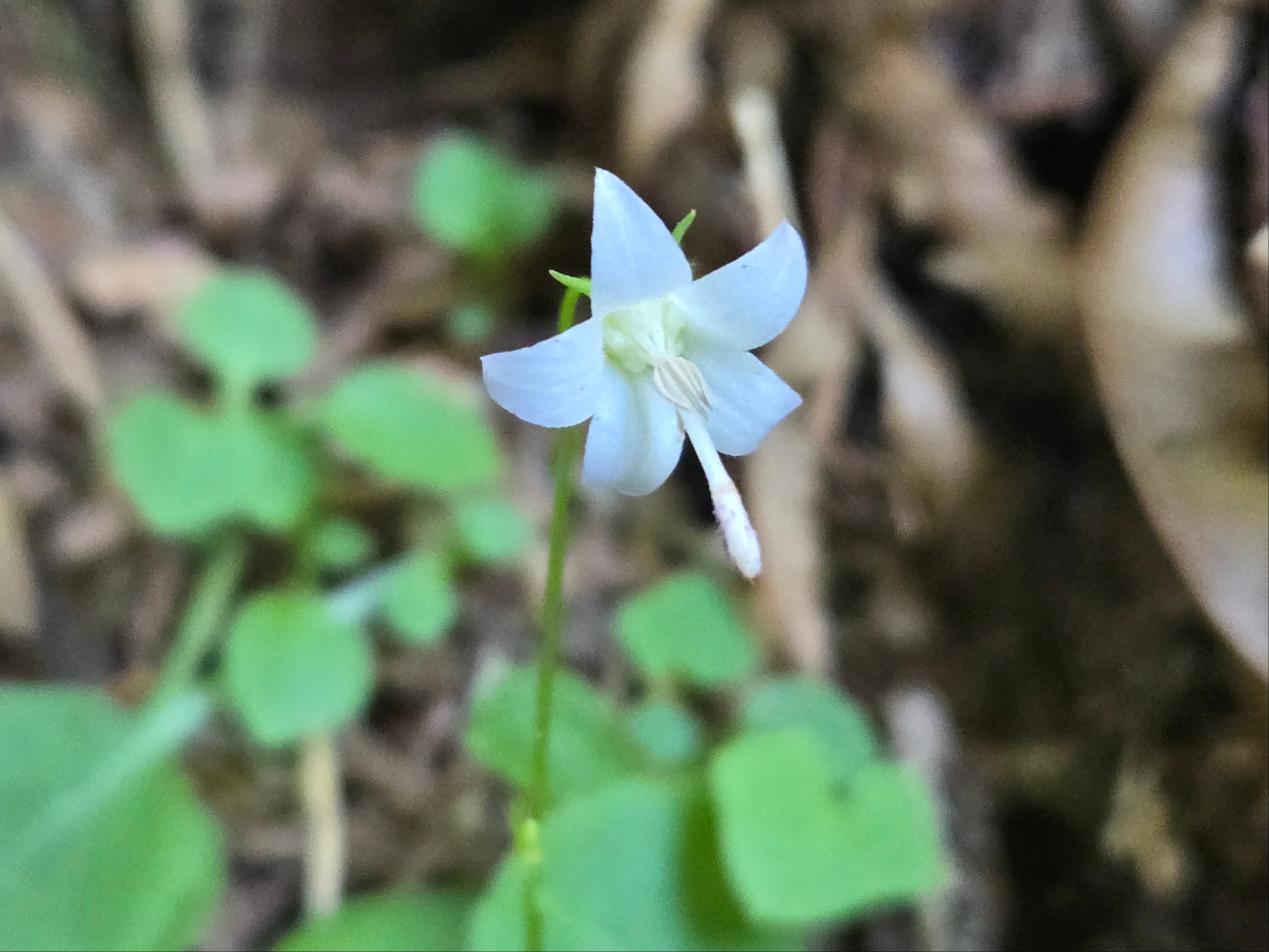 Campanula scouleri