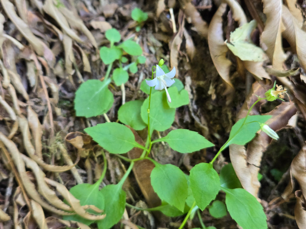Campanula scouleri