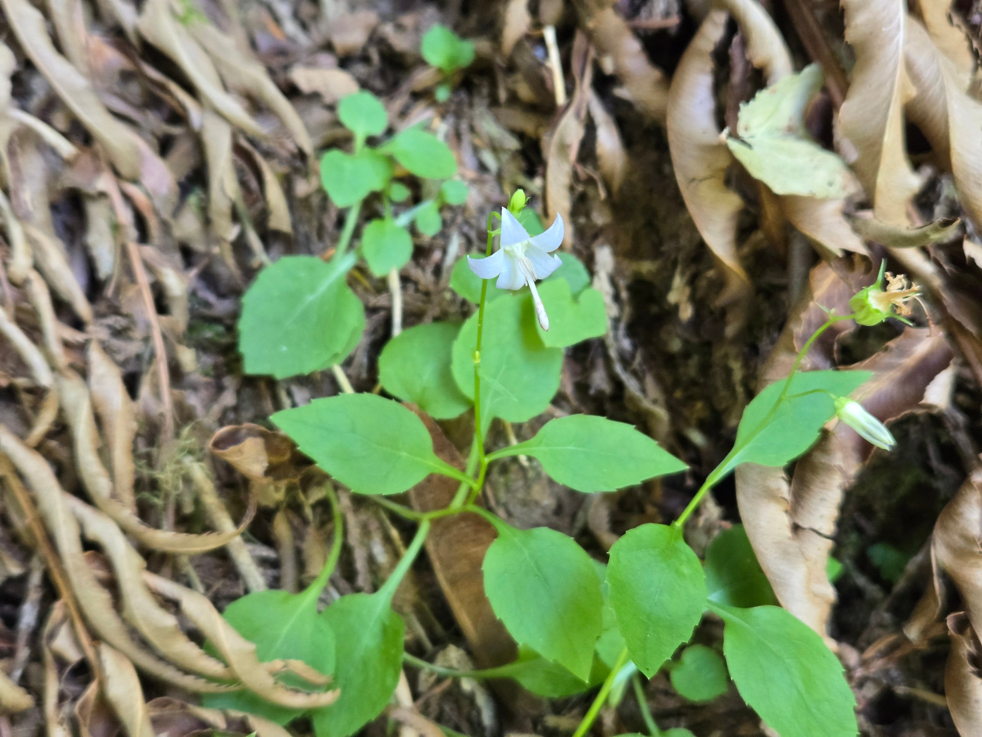 Campanula scouleri