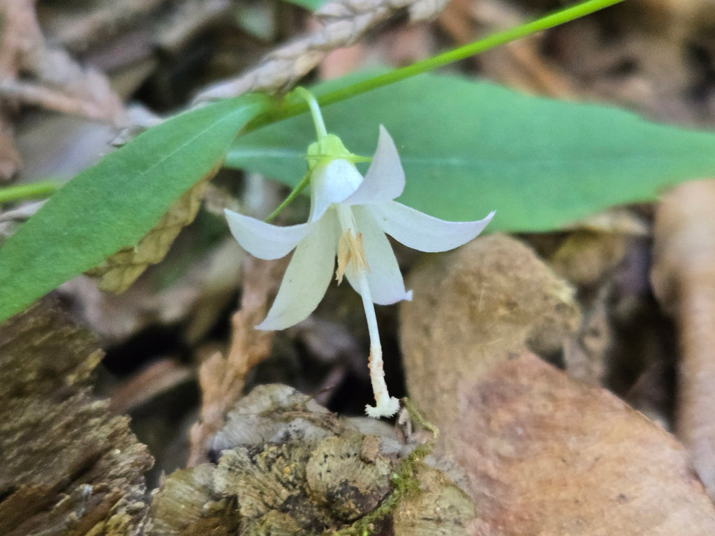 Campanula scouleri