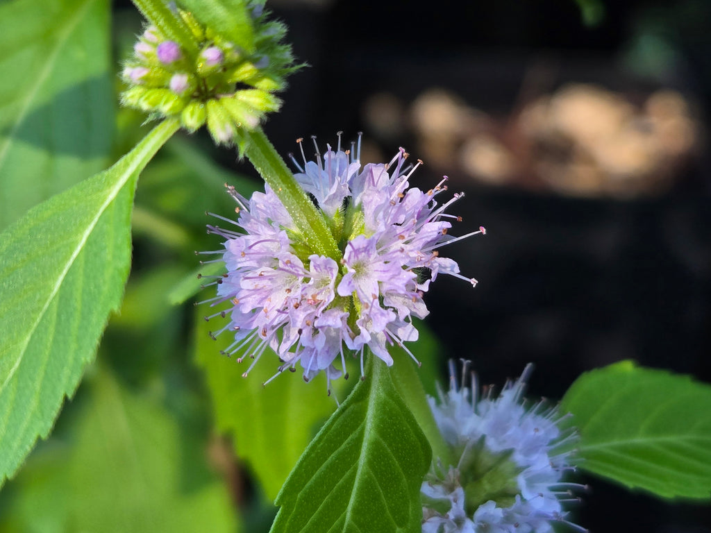 Mentha canadensis