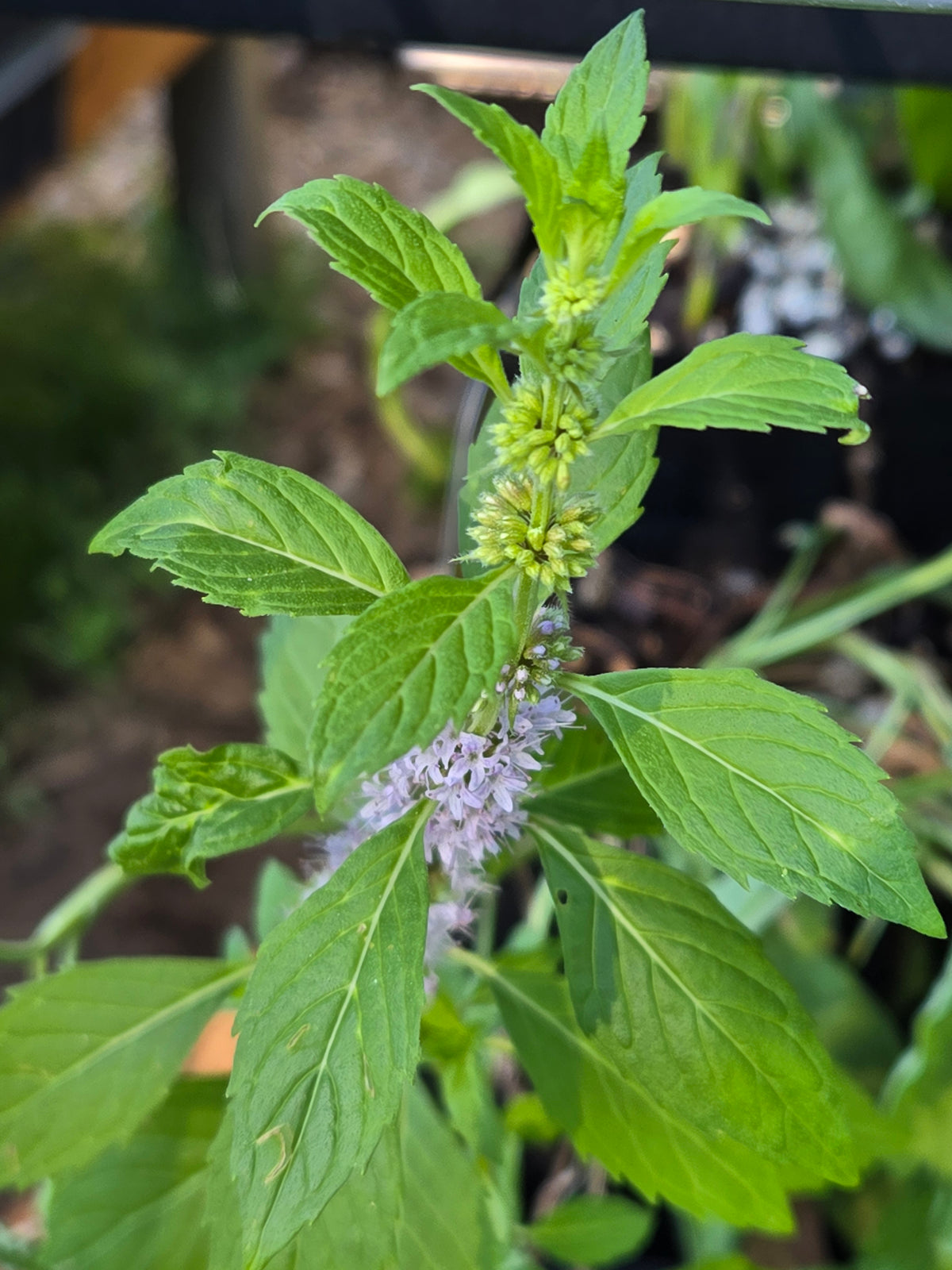 Mentha canadensis
