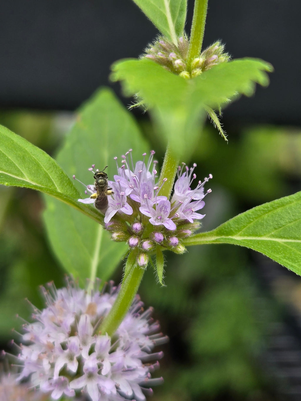 Mentha canadensis