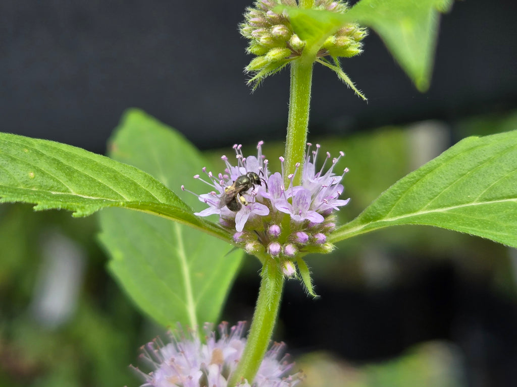 Mentha canadensis