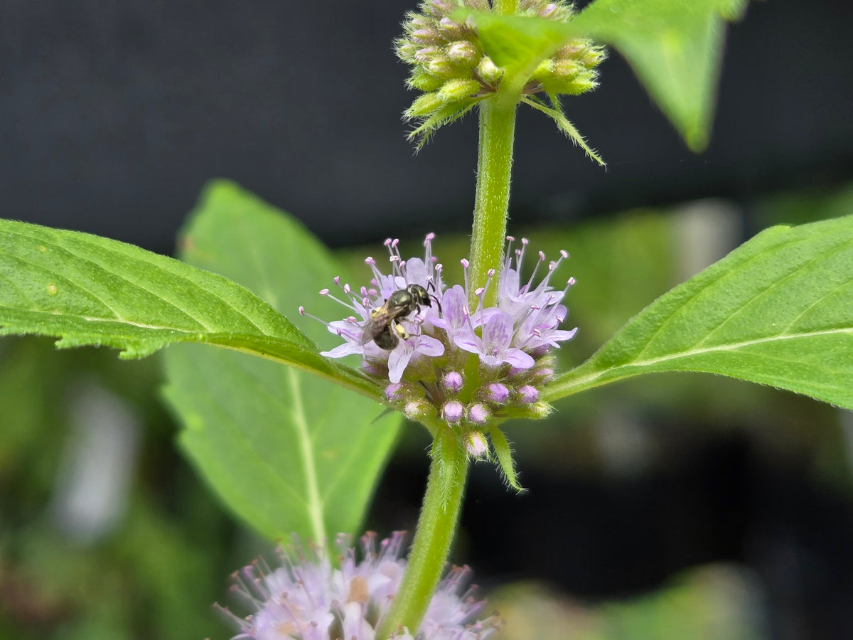 Mentha canadensis