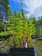 Monarda fistulosa