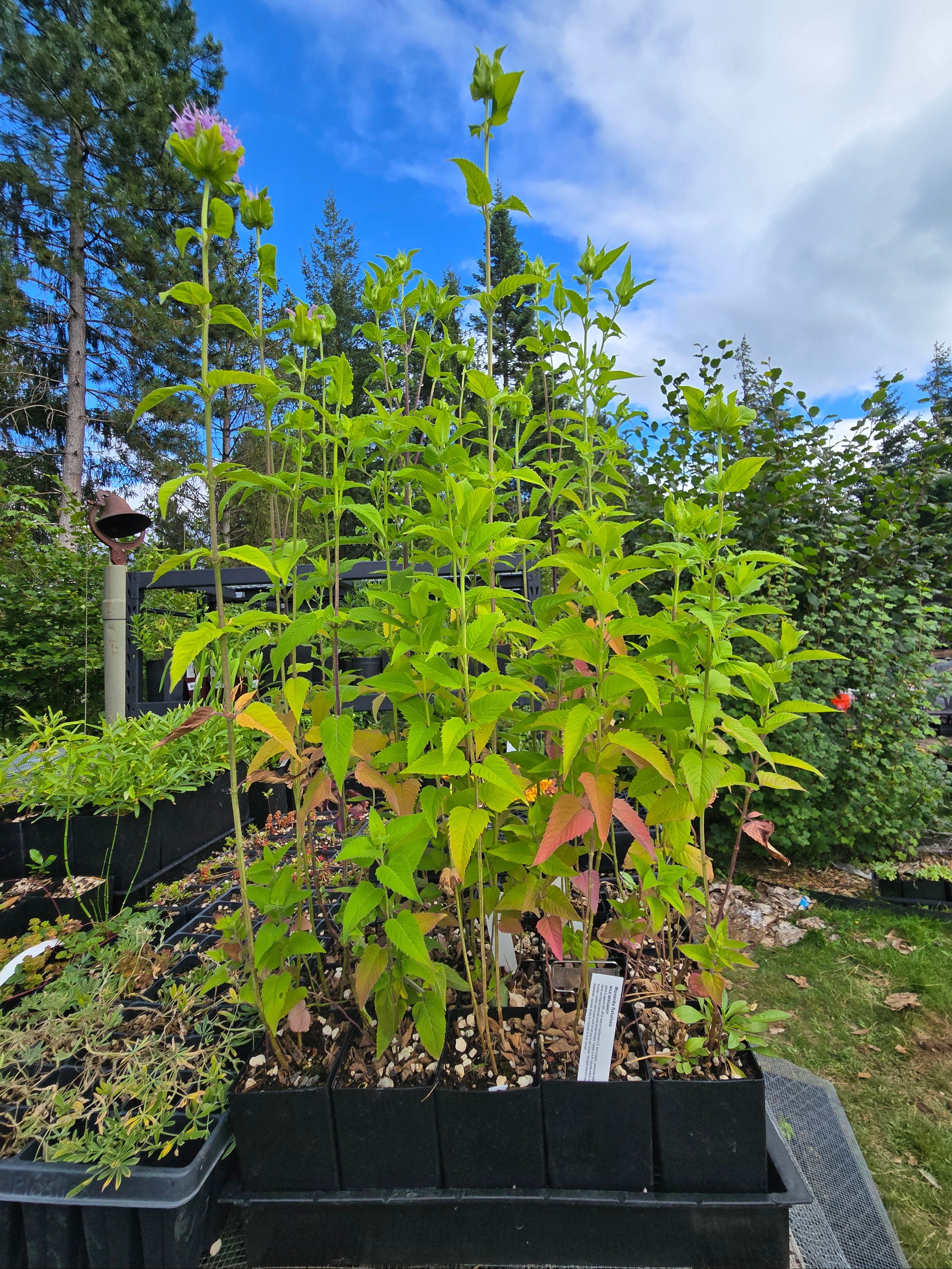 Monarda fistulosa