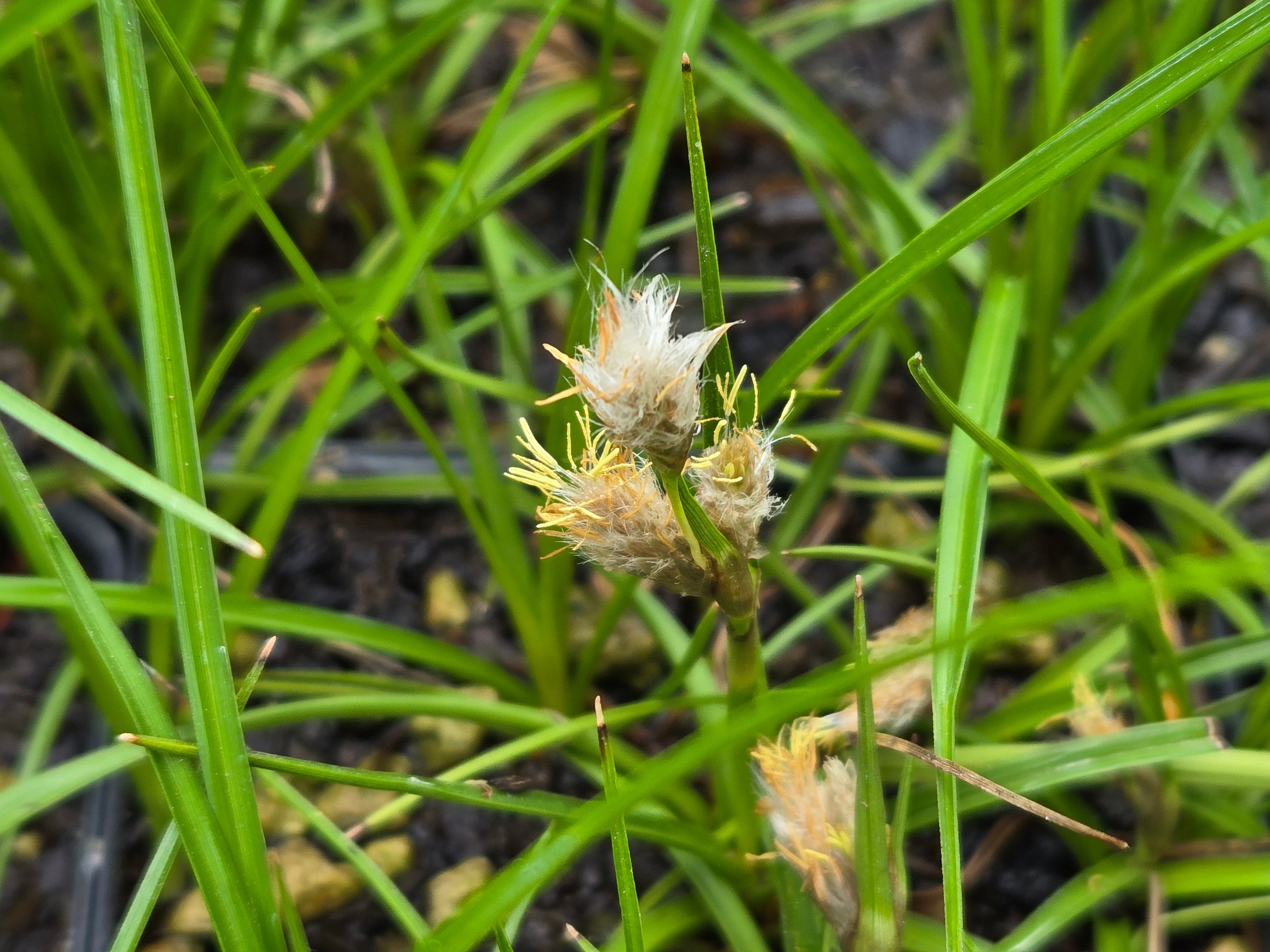 Eriophorum angustifolium
