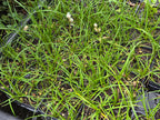 Eriophorum angustifolium