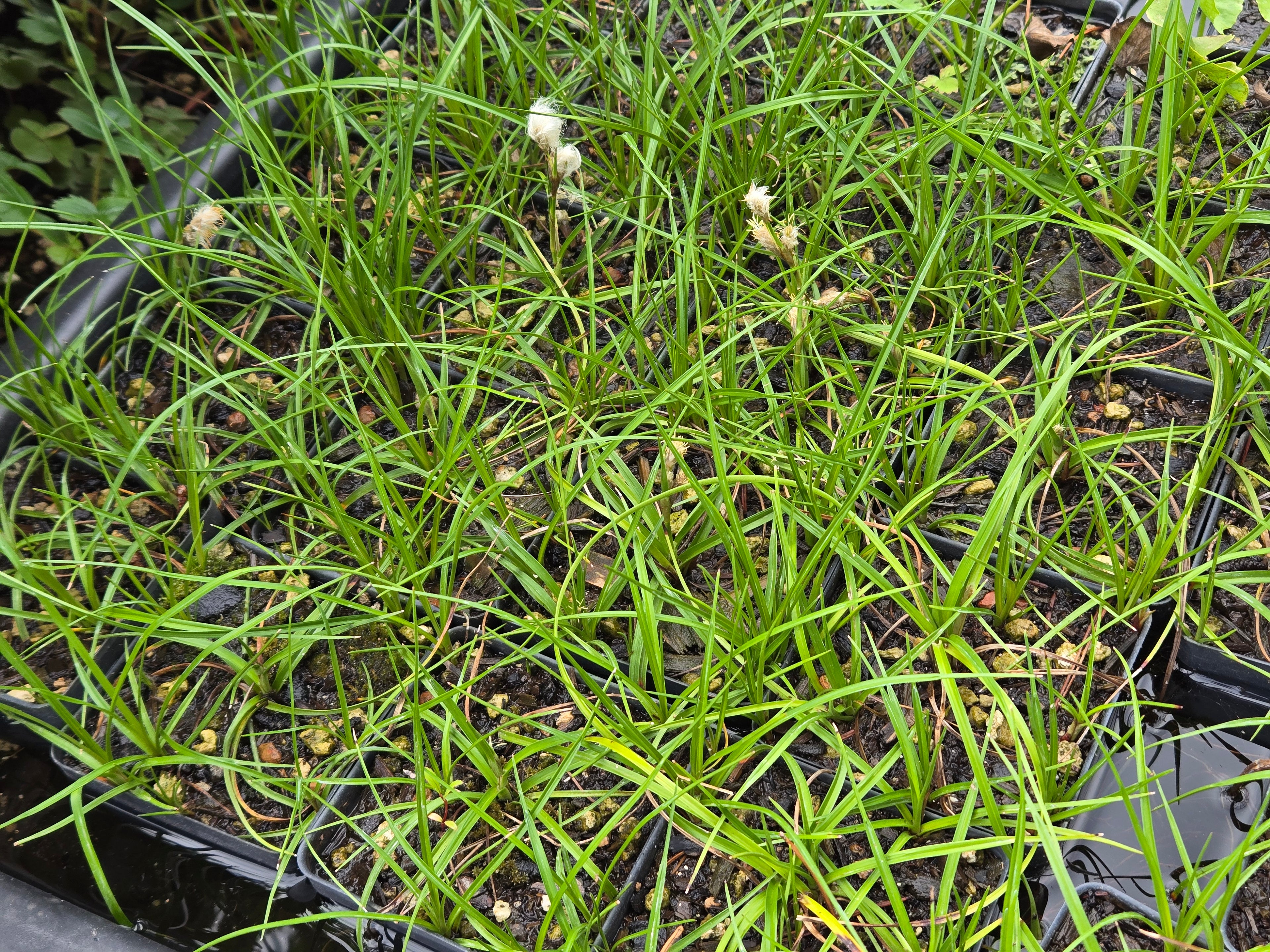 Eriophorum angustifolium