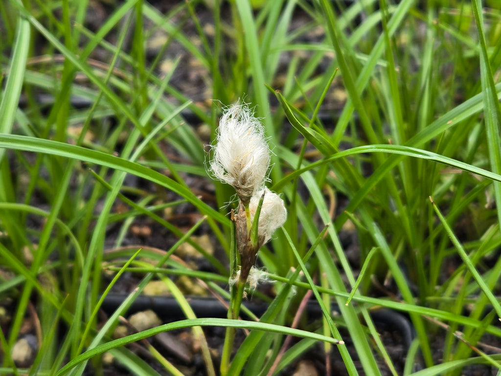 Eriophorum angustifolium