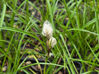 Eriophorum angustifolium
