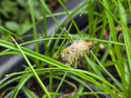 Eriophorum angustifolium