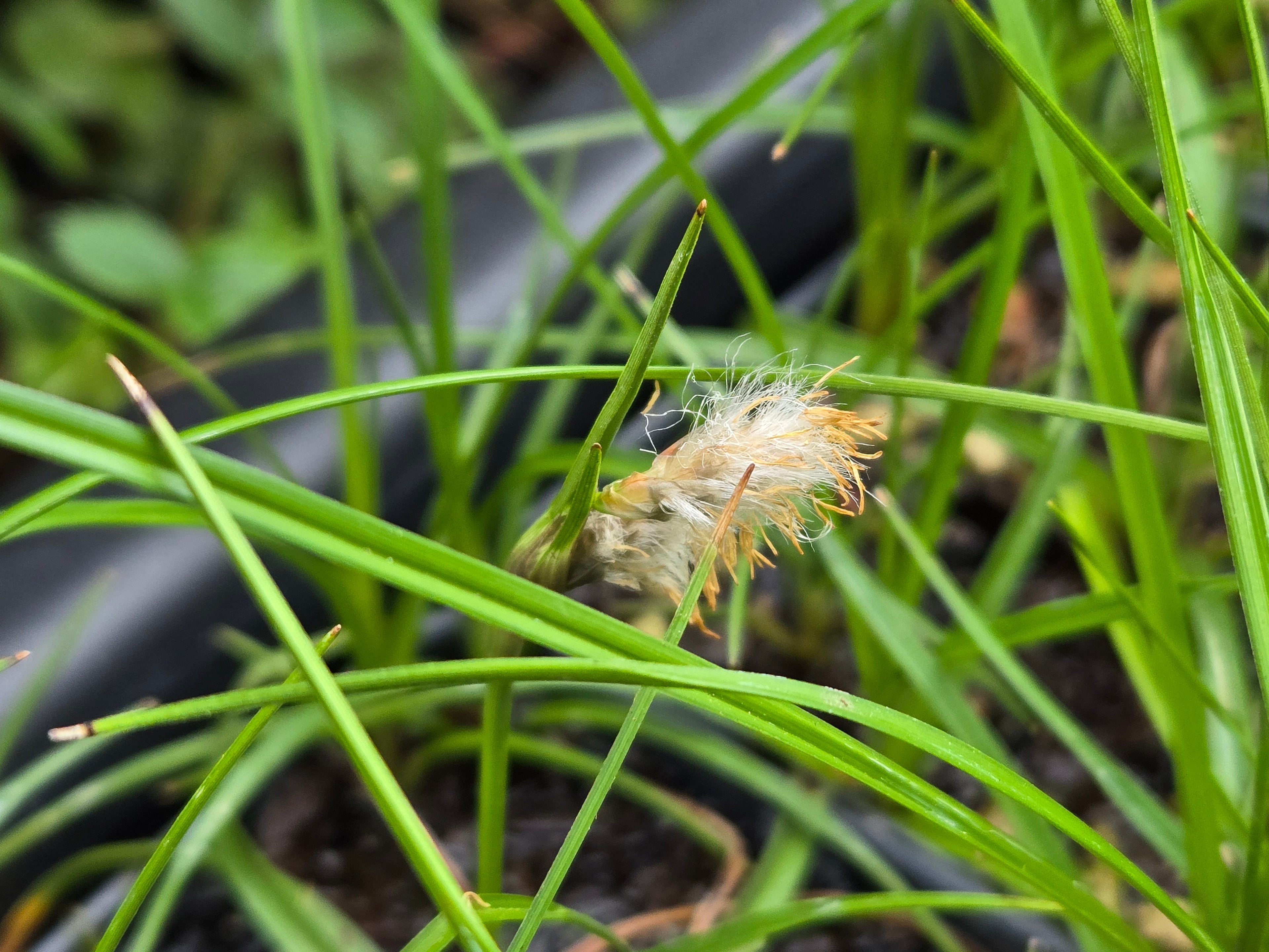 Eriophorum angustifolium