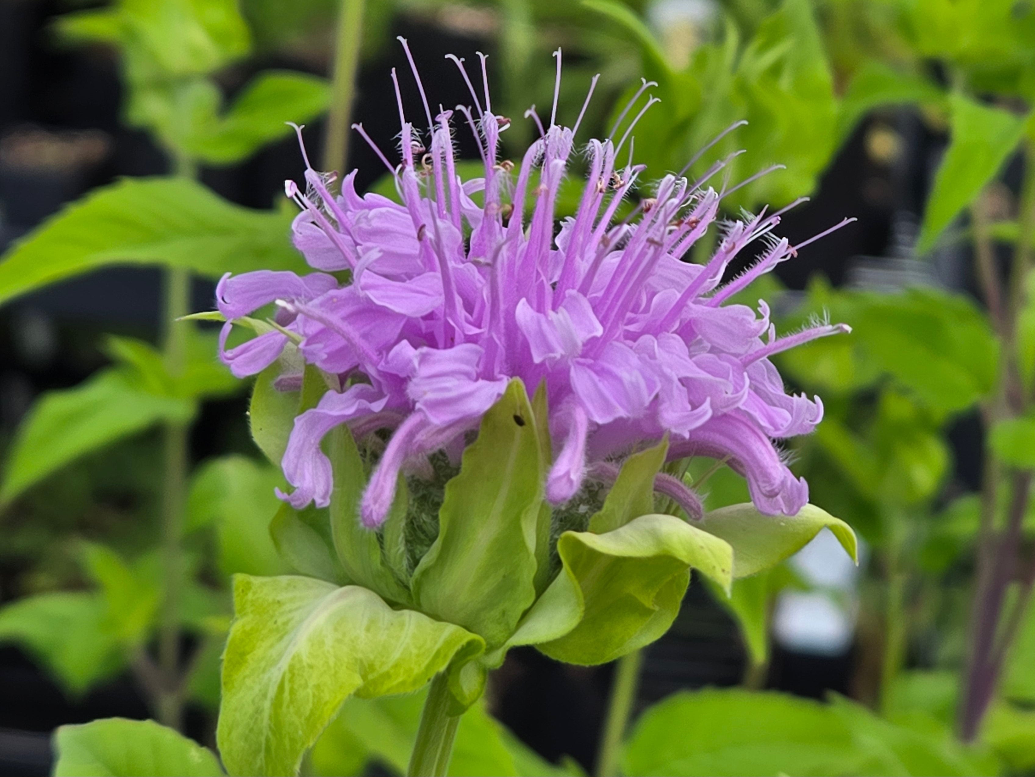 Monarda fistulosa