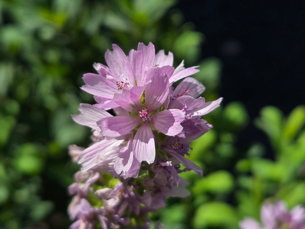 Sidalcea oregana