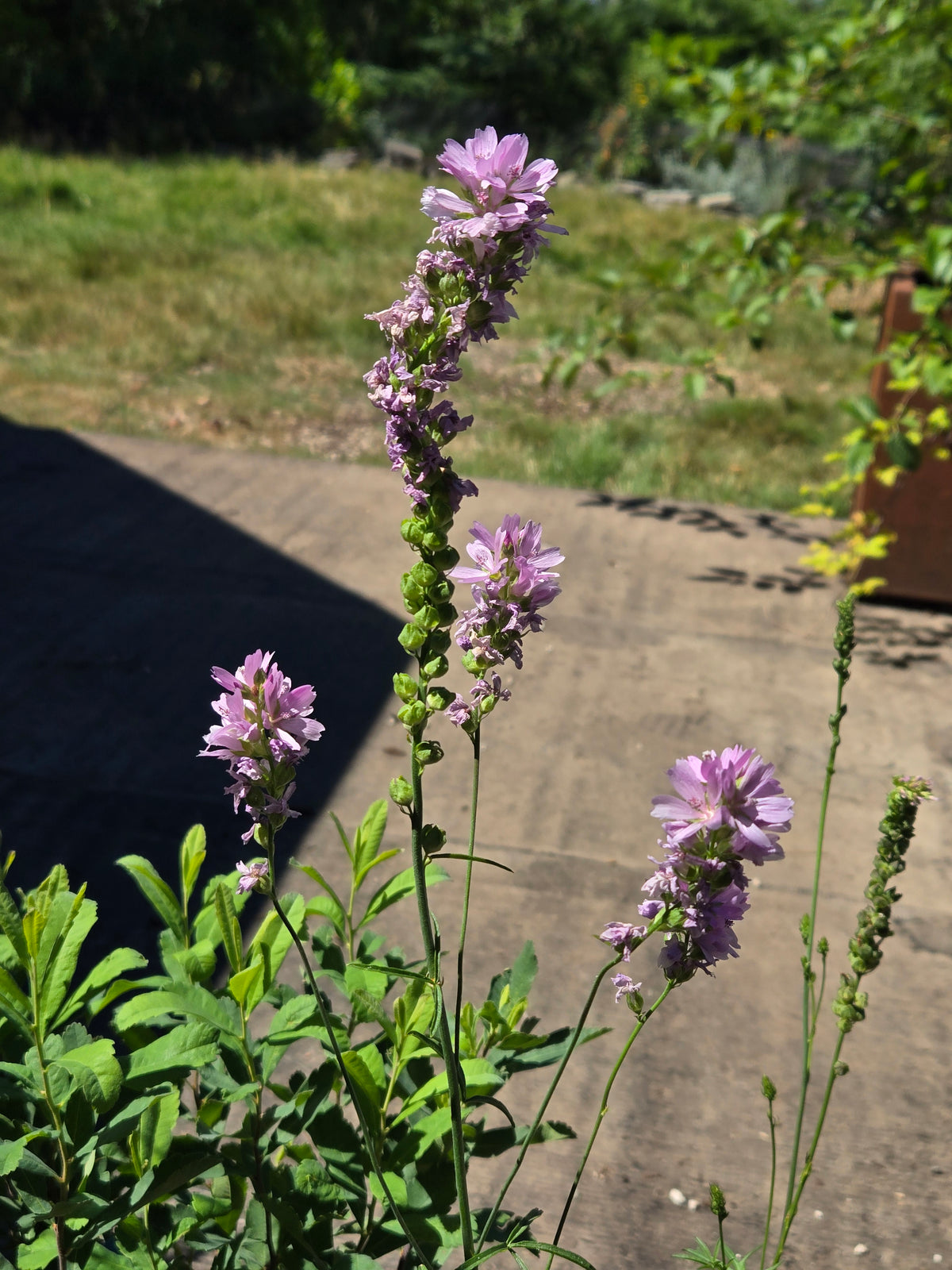 Sidalcea oregana