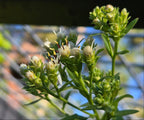 Sericocarpus oregonensis
