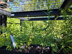 Sericocarpus oregonensis