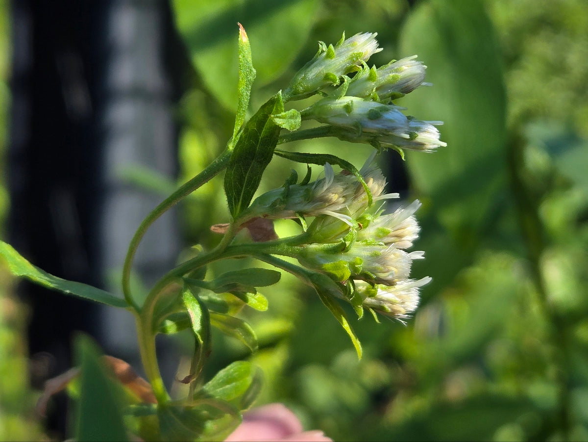 Sericocarpus oregonensis
