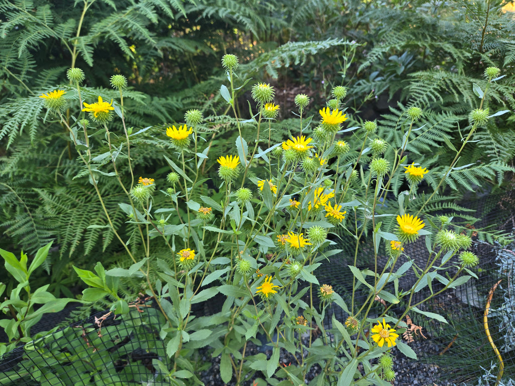 Grindelia nana