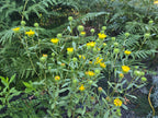 Grindelia nana