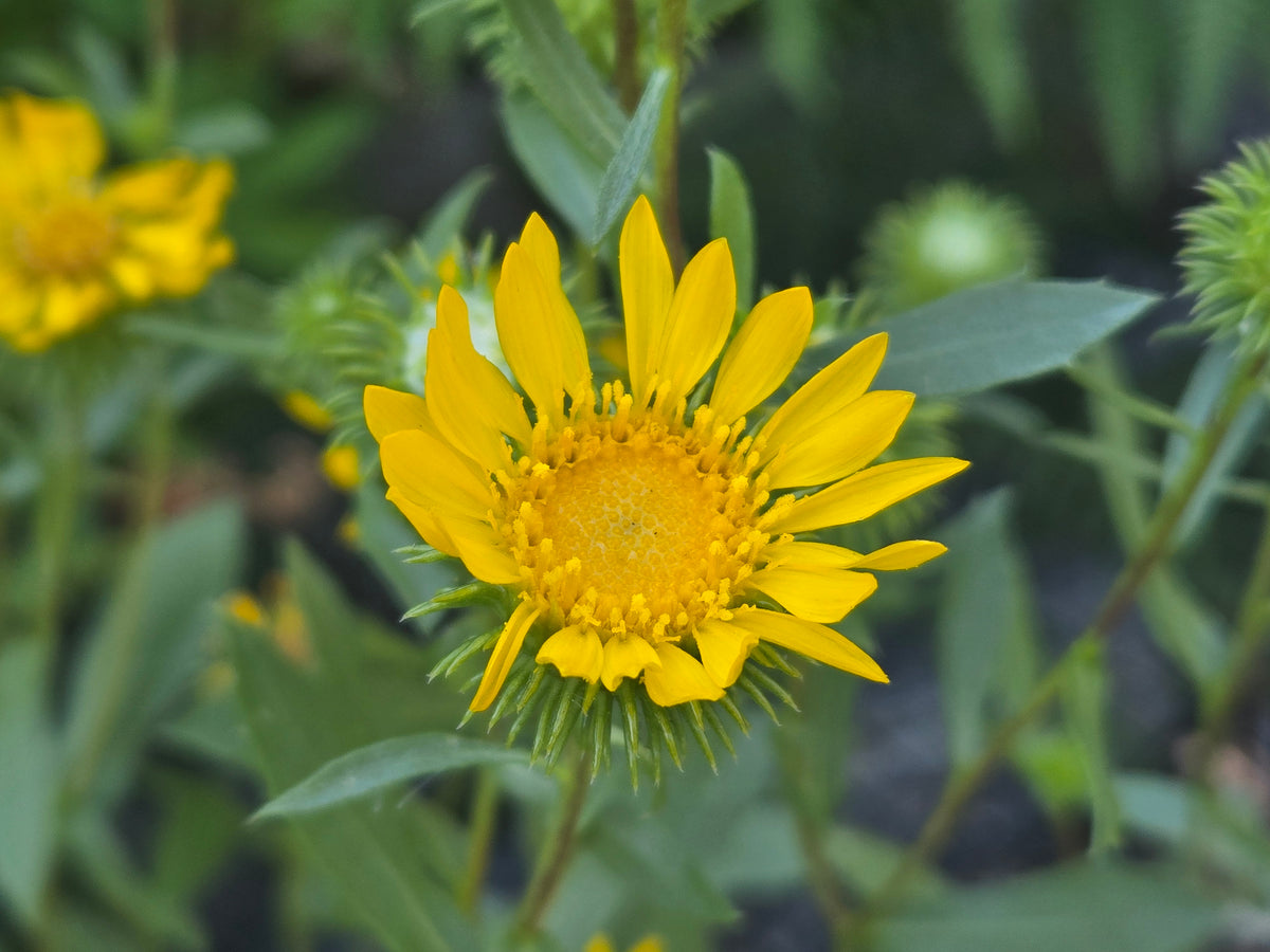 Grindelia nana