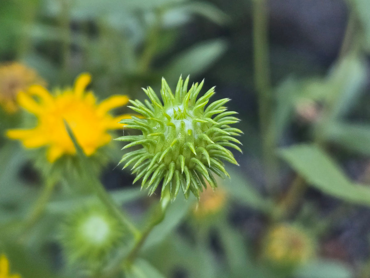 Grindelia nana