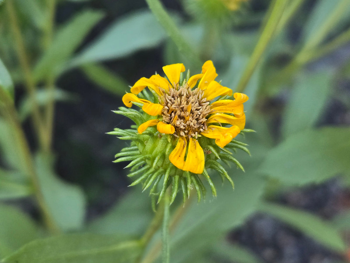 Grindelia nana