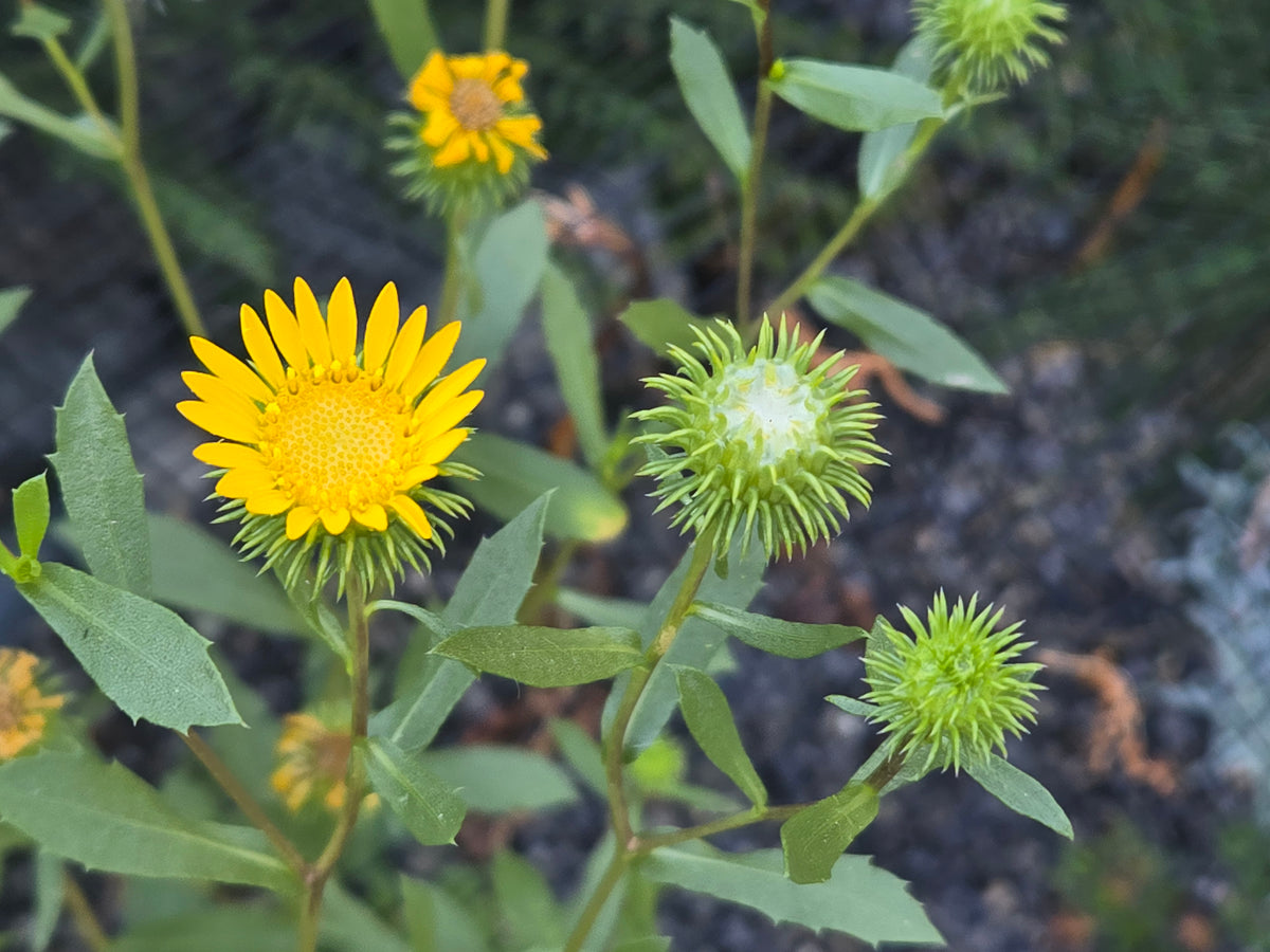 Grindelia nana