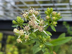 Sericocarpus oregonensis