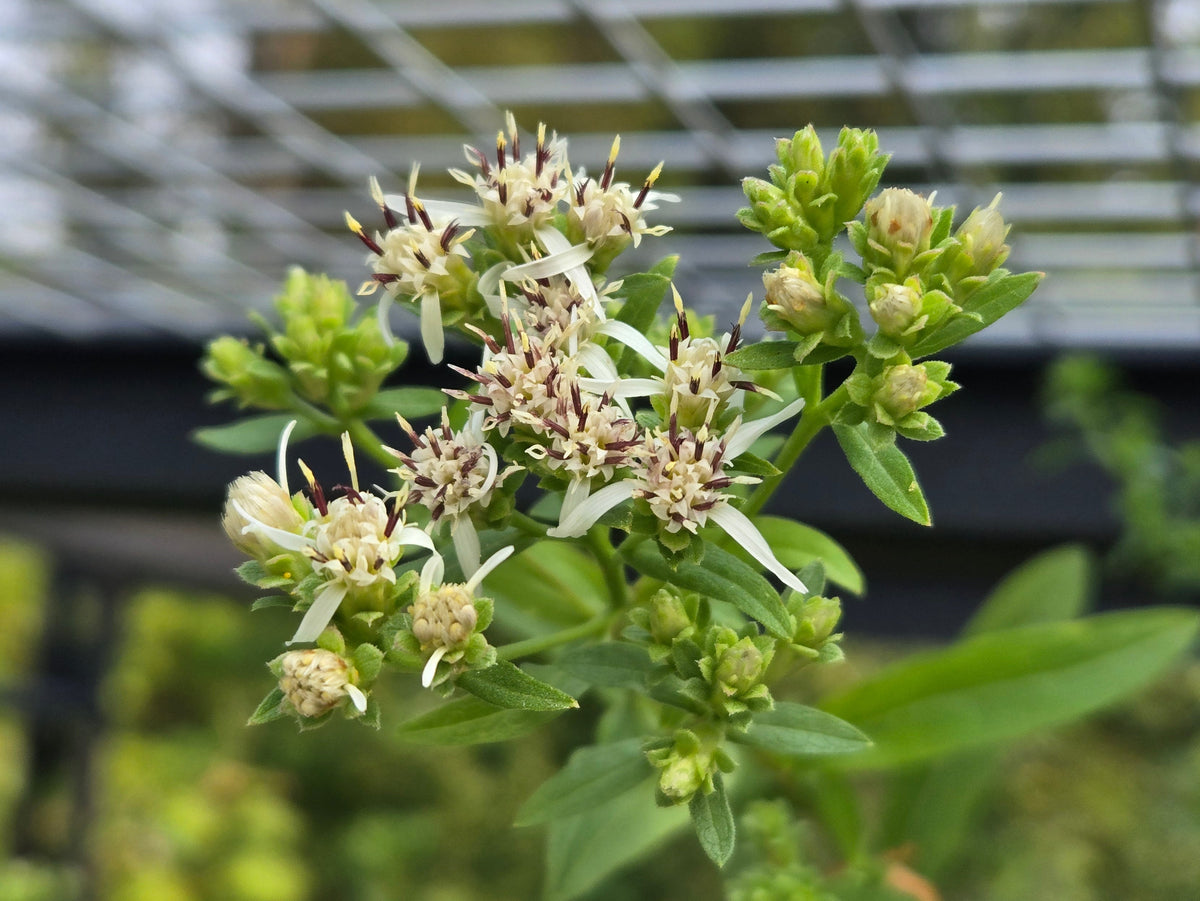 Sericocarpus oregonensis