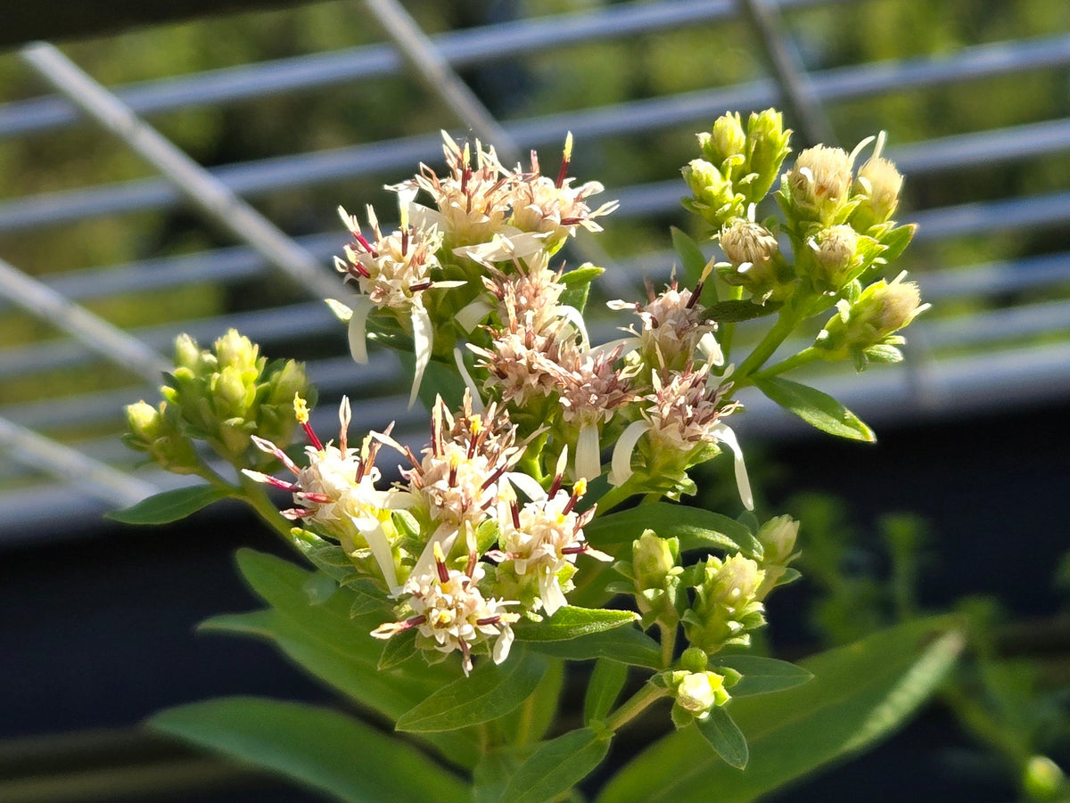 Sericocarpus oregonensis
