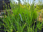 Sisyrinchium californicum