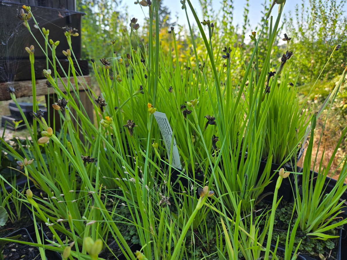 Sisyrinchium californicum