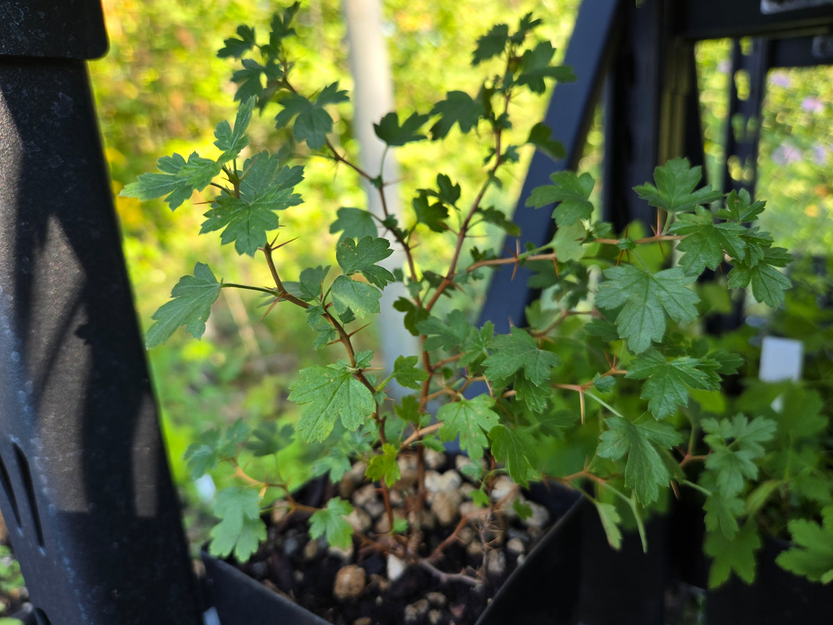 Ribes roezlii