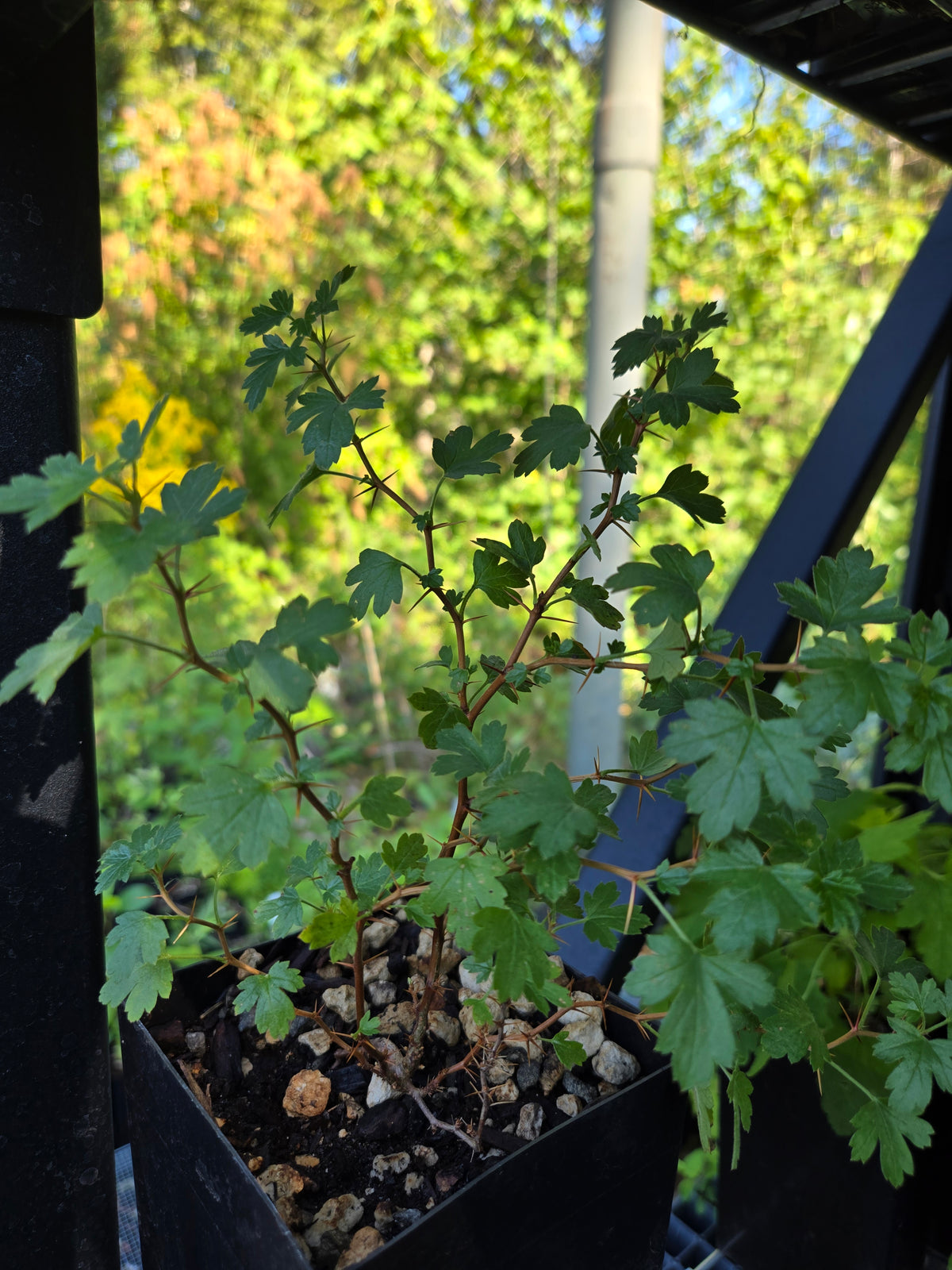 Ribes roezlii