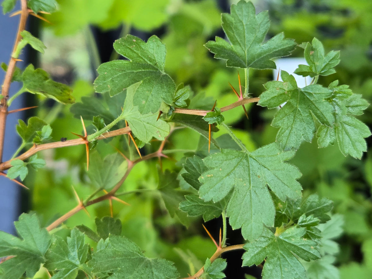 Ribes roezlii