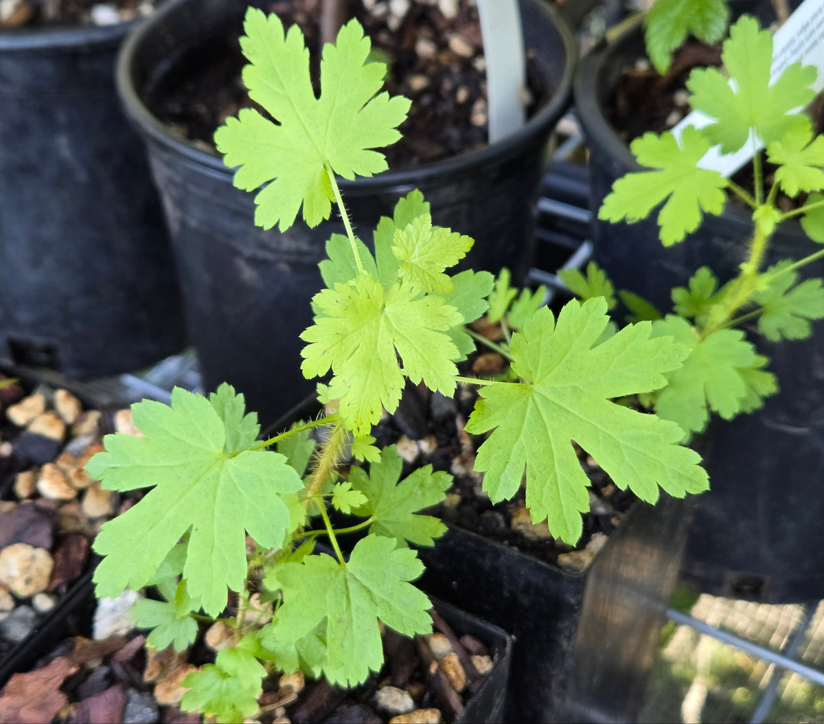 Ribes lacustre