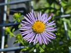 Symphyotricum chilense