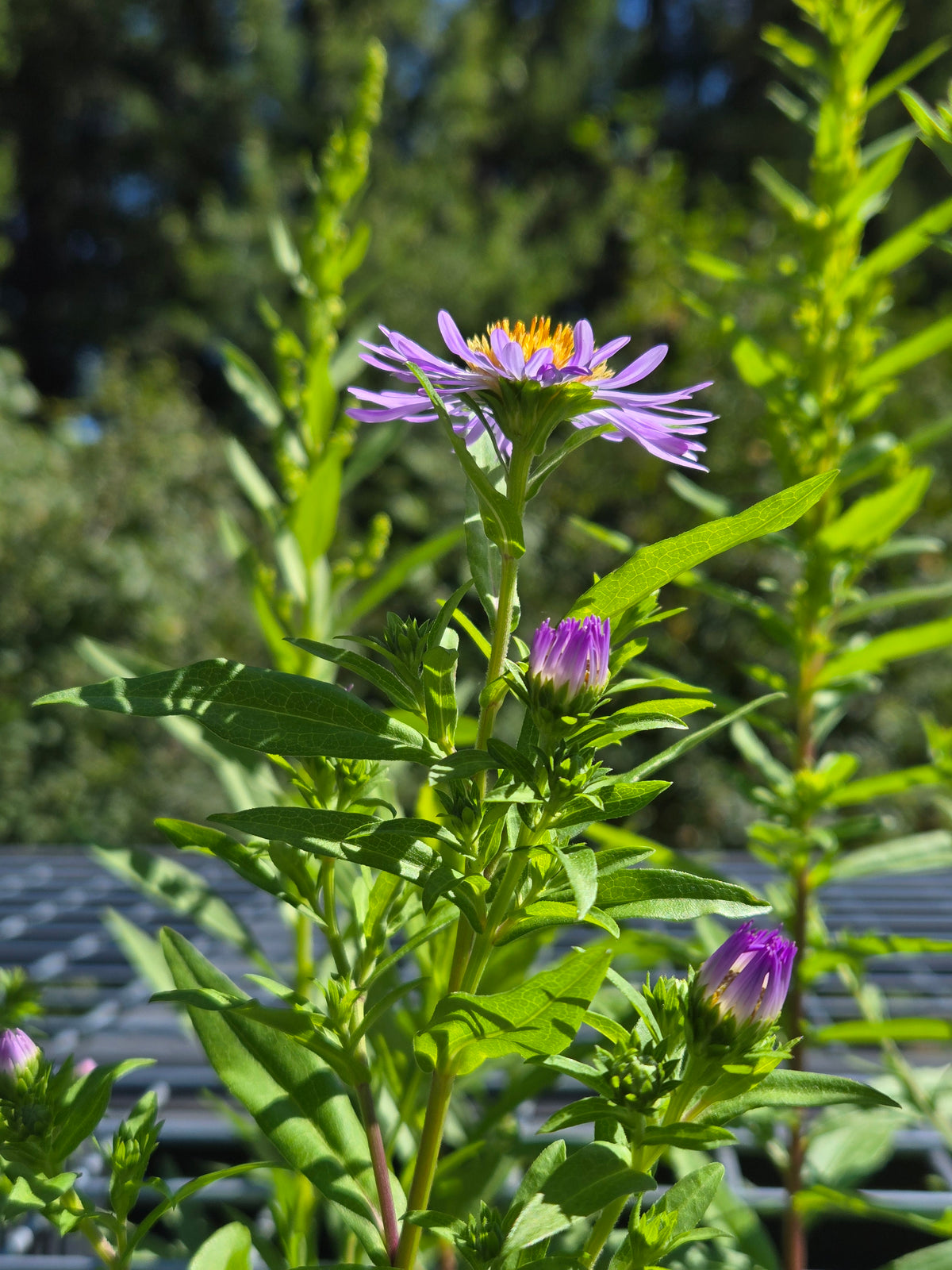 Symphyotricum chilense