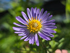 Symphyotricum chilense