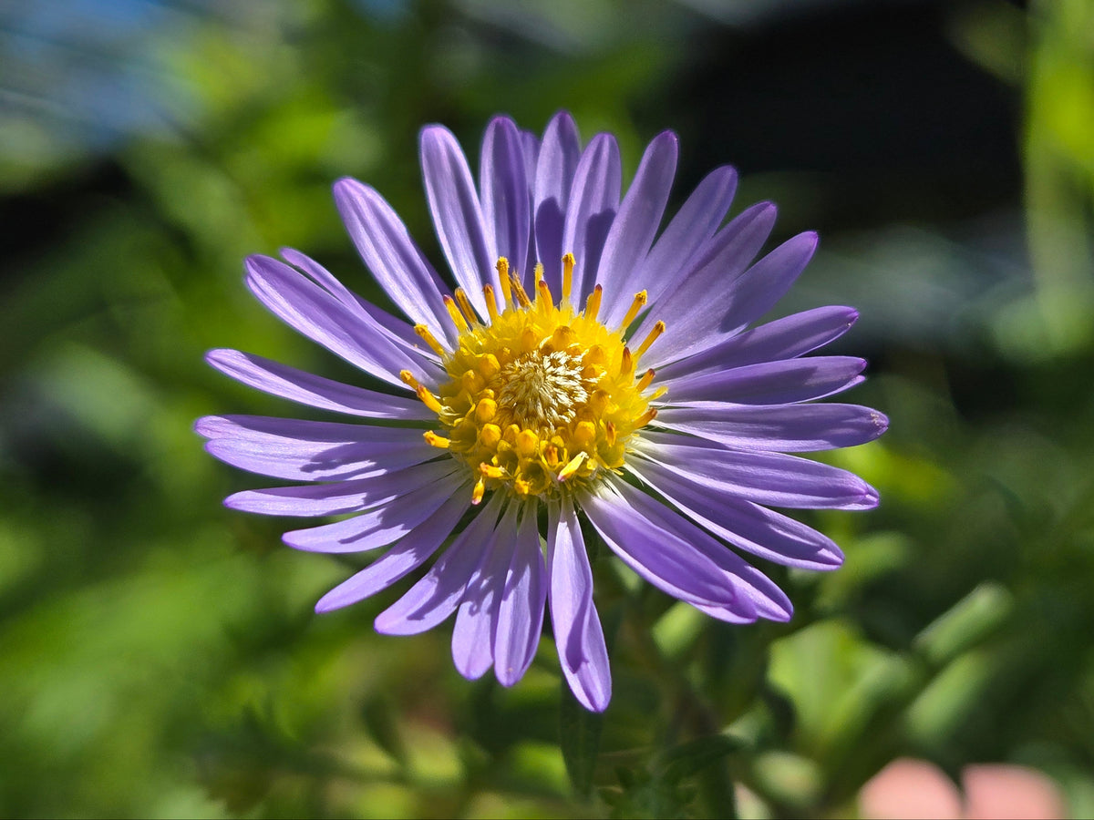 Symphyotricum chilense