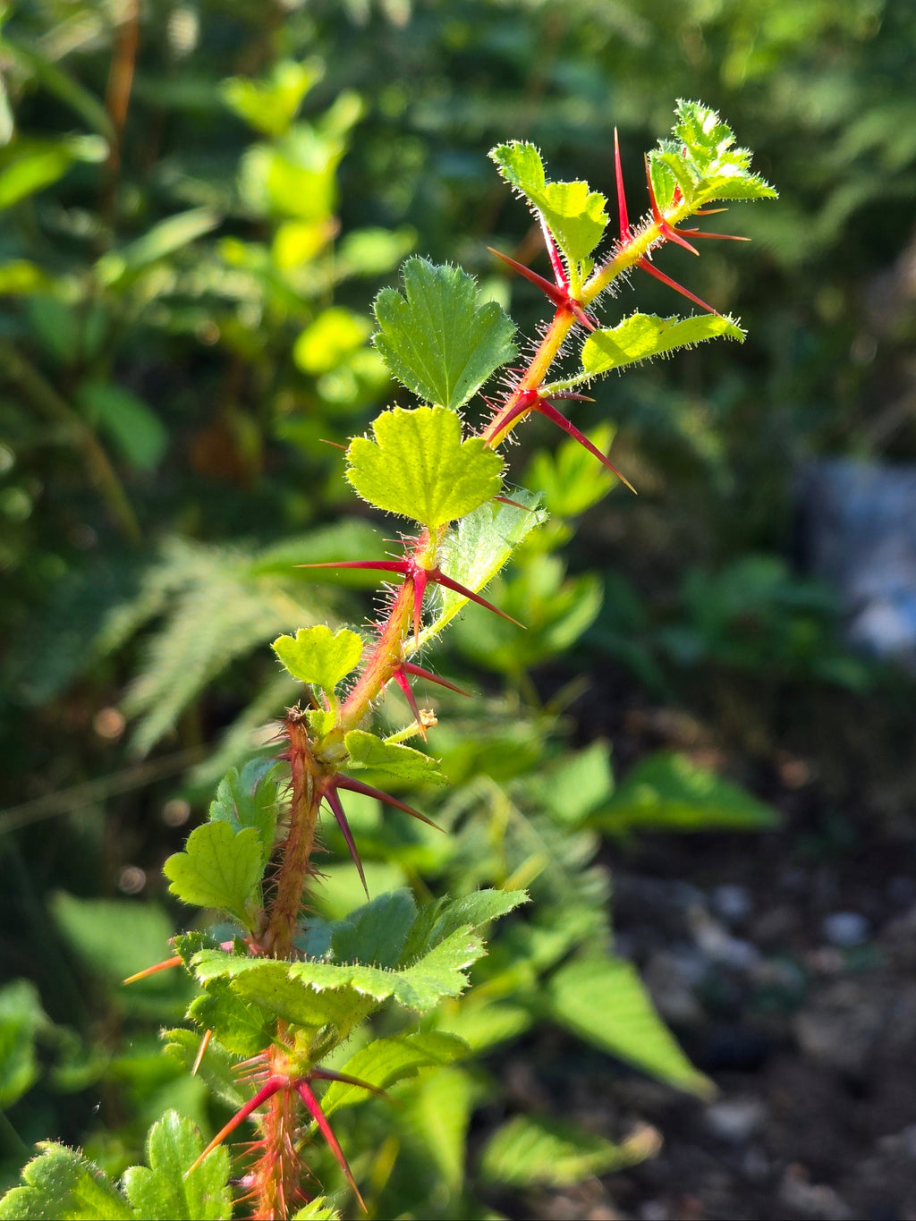 Ribes speciosus