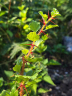 Ribes speciosus