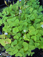 Oxalis trilliifolia