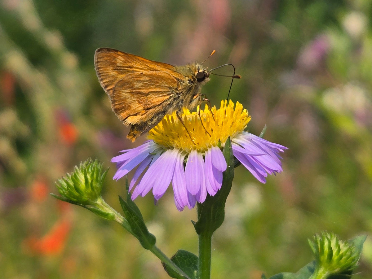 Symphyotricum foliaceum