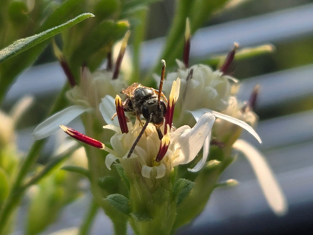 Sericocarpus oregonensis